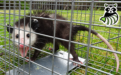Hunterdon County trapping